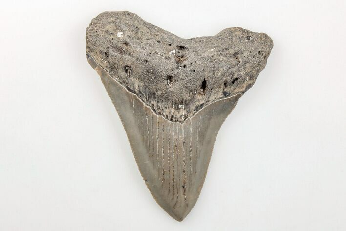 Serrated, 3.12" Fossil Megalodon Tooth - North Carolina